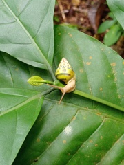 Amphidromus furcillatus