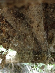 Psechrus libelti