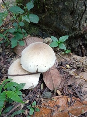 Macrocybe