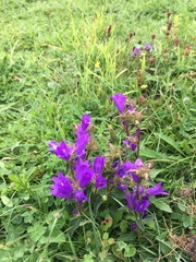 Campanula glomerata