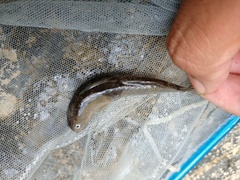 Sicyopterus