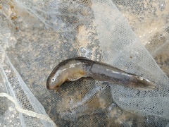 Sicyopterus
