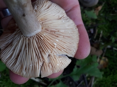 Lactarius vietus