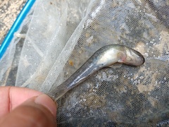 Sicyopterus