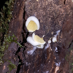 Pseudomerulius
