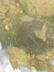 Stiphodon