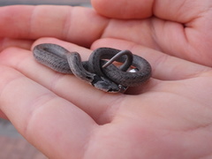 Macroprotodon brevis ibericus