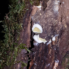Pseudomerulius
