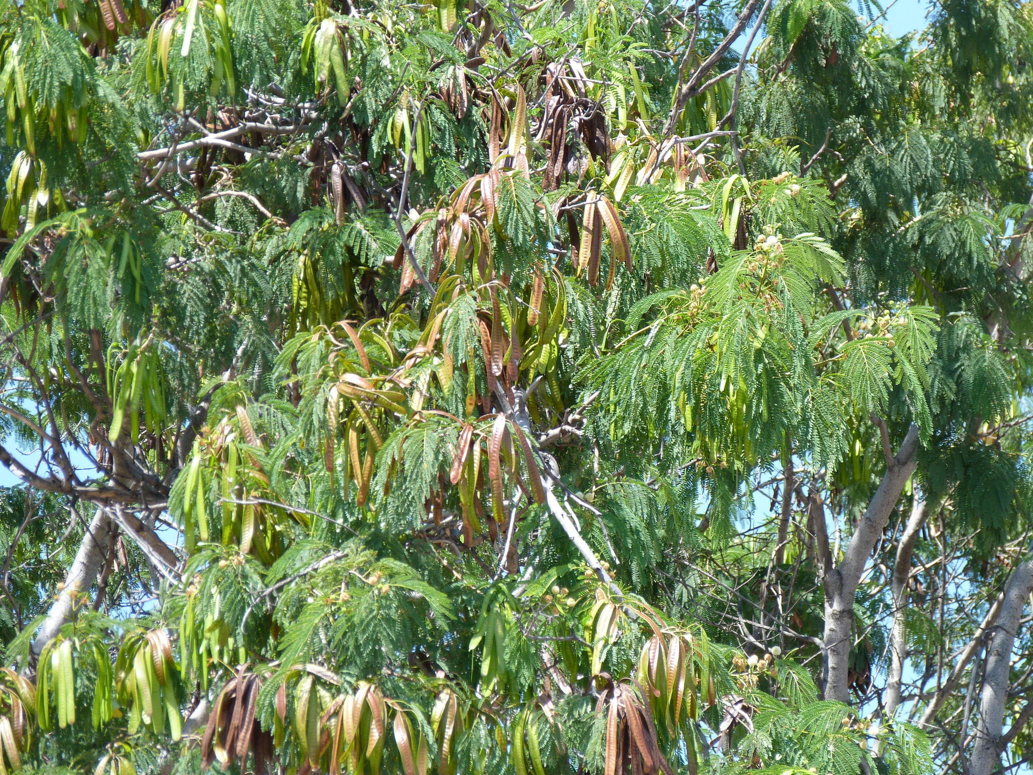 Leucaena leucocephala ssp. glabrata