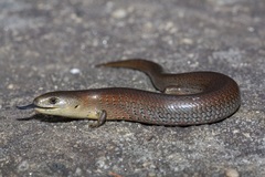 Cyclodomorphus michaeli