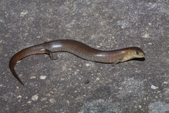 Cyclodomorphus michaeli