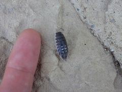 Porcellio ornatus