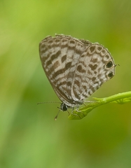 Leptotes plinius