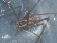 Psechrus libelti
