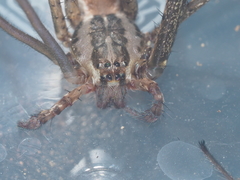 Psechrus libelti