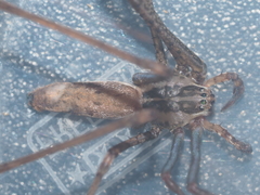 Psechrus libelti