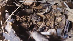 Crinia parinsignifera