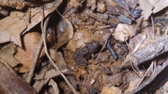 Crinia parinsignifera