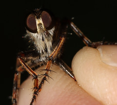 Machimus erythocnemius