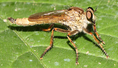 Machimus erythocnemius