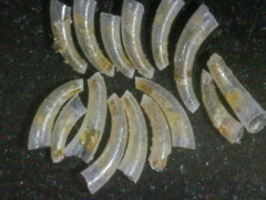 Caecum clarkii