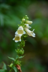Digitalis ciliata