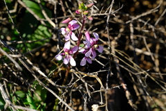 Cyanella orchidiformis