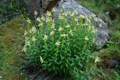 Digitalis ciliata