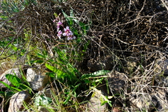 Cyanella orchidiformis
