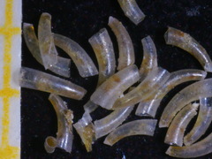Caecum clarkii
