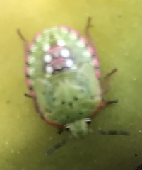 Nezara viridula