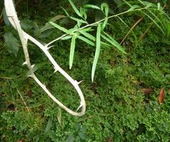 Asparagus falcatus