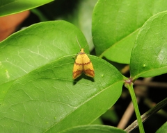 Heteroteucha translatella