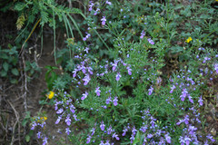 Teucrium orientale