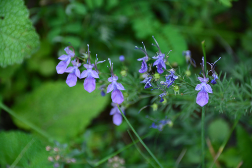 Teucrium orientale