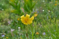 Lilium kesselringianum