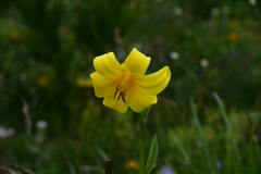 Lilium kesselringianum