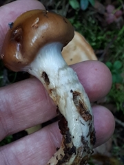 Cortinarius collinitus