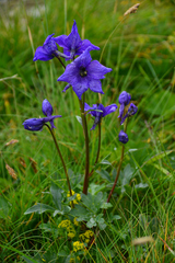 Delphinium caucasicum