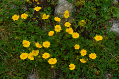 Potentilla gelida