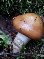 Cortinarius collinitus