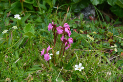 Pedicularis nordmanniana
