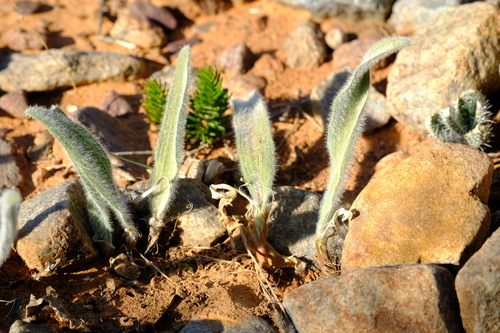 Eriospermum villosum