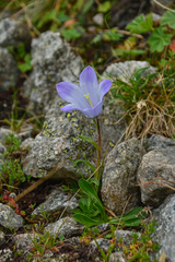 Campanula tridentata