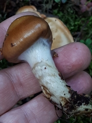 Cortinarius collinitus