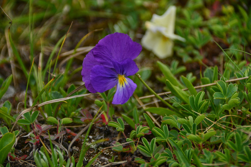 Viola oreades