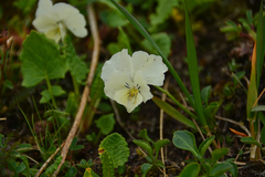 Viola oreades