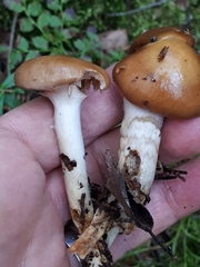 Cortinarius collinitus