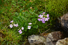 Cardamine raphanifolia acris
