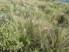 Nerine humilis